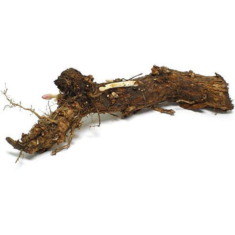 Hop Rhizomes