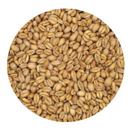 Torrified Wheat Malt - Great Western (per lb)
