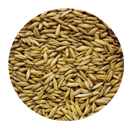 Oat Malt - Thomas Fawcett & Sons (per lb) – BrewHQ